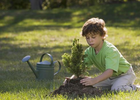 photo of a young boy planting a tree
