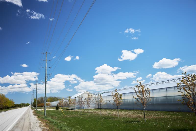 photo of a Hydro One distribution line beside a large-scale greenhouse operation in Southwestern Ontario