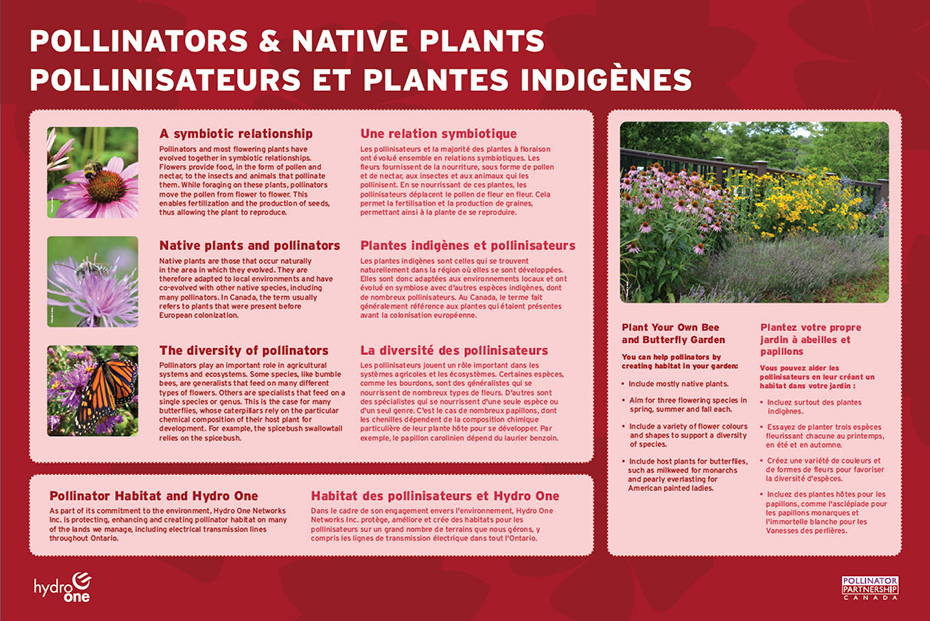 infographic: pollinators and native plants
